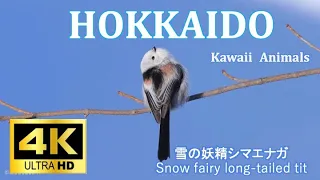 [4K] Hokkaido Kawaii Animals Snow fairy long-tailed tit シマエナガ