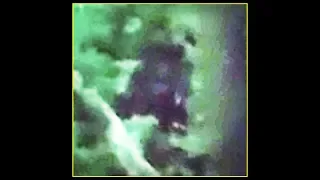 Claudia Ackley's Sasquatch footage - Stabilised/enhanced.