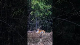 tiger funny video 🤣 #tadoba jungle Safari #wildlife #tiger #shortvideo