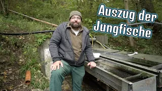 Fischbrut Teil 4 - Die Jungfische ziehen aus