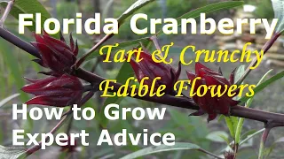 How to Grow Edible Hibiscus AKA Florida Cranberry!