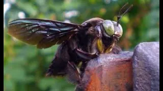 Ο πιο θανάσιμος εχθρός της μέλισσας.Αποκλειστικά από την Μπλε Βασίλισσα.Περιγράφει η Ορεινή Μέλισσα