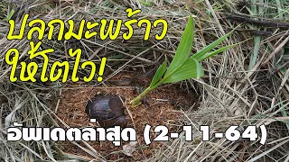 แชร์เคล็ดลับ! ปลูกมะพร้าวให้โตไว! ฉบับเข้าใจง่าย (อัพเดทล่าสุด! 2 - 11 - 64)