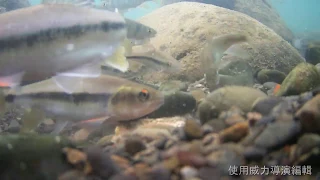 2019 5 31  三峽河  灣潭  水中生態紀錄