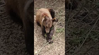 Мишки Пряник и Финик лакомятся свежими веточками. ПАРК ЗЕМЛЯ ПРАЙДА 🌿