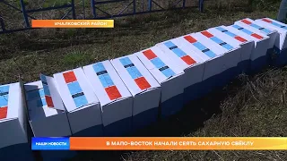 В МАПО-Восток начали сеять сахарную свёклу