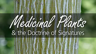 What is the "Doctrine of Signatures?"