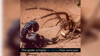 These Animals Would Never Spare a Chance to Assassinate their Enemies |  Deadly Animals Countdown