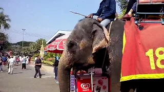 Слоны - рабы в Таиланде.