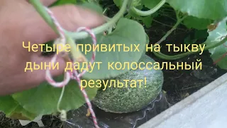 Привитые на тыкву дыни дадут колоссальный результат!