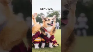 Rip Olivia 😞🕊️#hammyandolivia #sad #shorts #dogs #pets