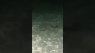 Baby Sharks | Adaaran Club Rannalhi | Maldives | Honeymoon Destination | Sharks | Shark Spotted