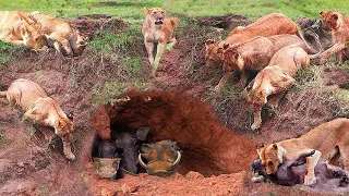 Flock of Hungry Lions Go to the Cave Hunting Warthog- Fierce Battle Between Warthogs Vs Lions