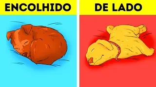 O Que A Posição Em Que O Seu Cachorro Dorme Pode Revelar Sobre Ele?