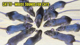 CAT TV - Videos for Cats to Watch| Mouse Sounds for Cats - Cat Game