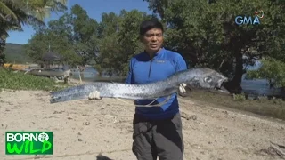 Born to be Wild: Doc Nielsen examines a lifeless Oarfish