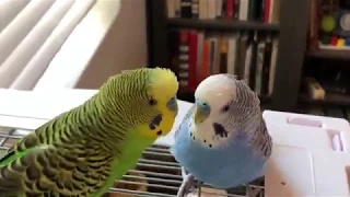 Tame parakeets talking and playing (cute!!)