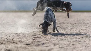 How to Hunt in Different Terrains with German Wirehaired Pointer Gear