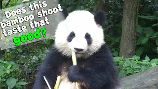 Does That Bamboo Shoot Taste Really That Good? | iPanda