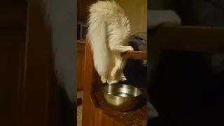 Кот- акробат. Стойка на голове. Acrobat cat. Headstand.