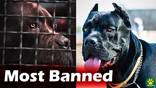 TOP 10 MOST BANNED Dog Breeds in the World!