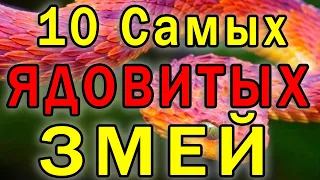 ТОП - 10 Самые Опасные Змеи в Мире, которые Уничтожат Вас МГНОВЕННО !