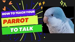 Teach Your Parrot to Talk | Parrot Teaching Video | Quaker Parrot Talking | talking parrot training