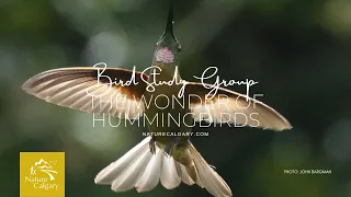 Bird Study Group - The Wonder of Hummingbirds