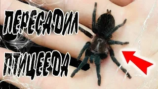 Пересадка ПТИЦЕЕДА 🕷 Брахипельма альбопилозум 🕷 Brachypelma albopilosum