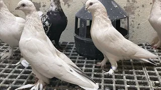 Таджикские голуби 🕊️🇹🇯город Душанбе,уход за голубятником 🏠🪽