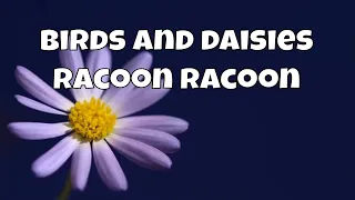 Birds and daisies - Racoon Racoon (with lyrics)