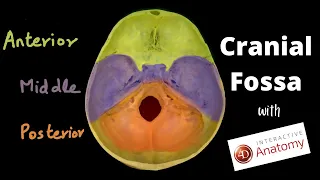 Cranial fossa | Skull base | Overview | Dr Doris & 4D Anatomy