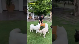 MS Dhoni's Birthday Celebration with his pets.🤪🎂#msdhoni #birthday #shorts