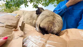 Mail Opening with Excited Adopted Dogs - THANK YOU