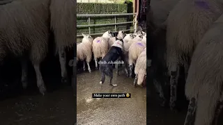 Dog mating with sheep funny video clip || dub.chachu166