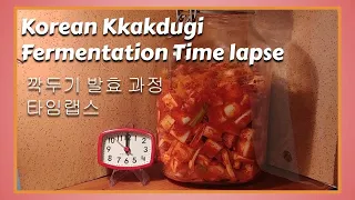 Radish Kimchi (kkakdugi) Fermentation Time Lapse. 깍두기 김치 발효 과정 타임랩스.