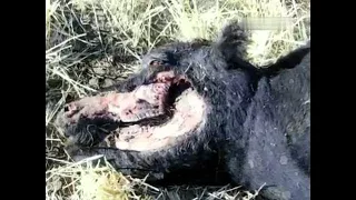 Der Letzte Beweis Rinderverstümmelung in Montana