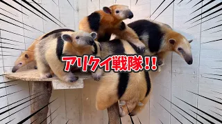 日本一の動物園！ミナミコアリクイ全兄妹の見分け方～Instagram質問徹底解説～