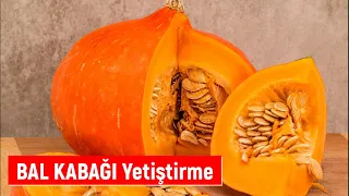 Bal Kabağı Nasıl Yetiştirilir, Nasıl Ekilir, Ne Zaman Ekilir, Ne Zaman Toplanır