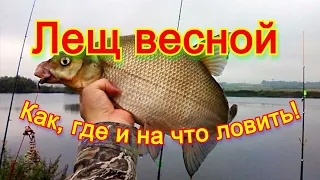 Как ловить леща весной! Советы для начинающих рыбаков! Bream fishing in the spring