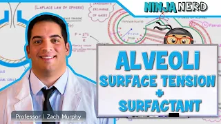 Respiratory | Surface Tension & Surfactant in Alveoli