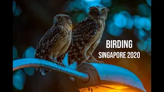 Birding in Singapore 2020