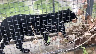 Толстушка пантера задирается к огромному белому тигру! Тайган. A panther is bullying a white tiger!