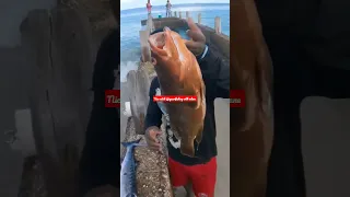 Epic Catch, Must Watch #Spearfishing #world'sbestcatch #viral #catchandcook