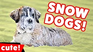 Funniest Dogs Playing In Snow Videos Weekly Compilation 2016 | Kyoot Animals