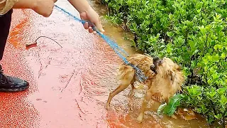 A dog was entangled in a mesh net in a heavy rain,it fiercely resists and nearly bit me when rescued