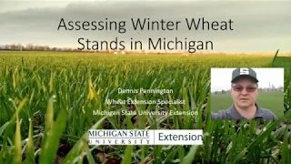 Assessing Winter Wheat Stands in Michigan