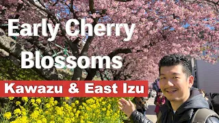 Travel Guide to Kawazu 🌸 Cherry Blossom and East Izu Peninsula.