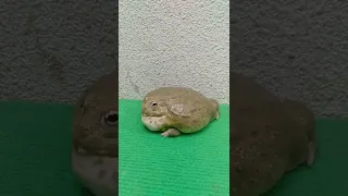 big frog