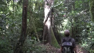 Borneo   Danum Valley   Borneo Rainforest Lodge #11 Rain Forest Trecking   14 May 2017
